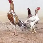 دجاج بلدي وباكستاني