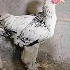 دجاج براهما كولمبي 5 شهور ونص