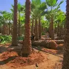 يوجد لدينا جميع انواع الأشجار التوصل علا