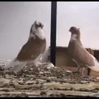 حمام قطيفي كوري قنادي اصفر لا يتواصل غير الصامل على السوم