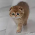 ابحث عن قطة تبني عمر شهرين