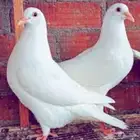 حمام فرنسي للبيع