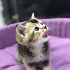 قطط كيتن ( صغيره) سكوتش ستريت شورت هير للبيع