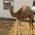 خلفه عمانيه