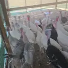 للبيع دجاج وديك رومي العدد تقريبا 30. السعر الحبه 60