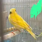 فرخين كناري مفطومه