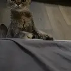 قطة سكوتش للتبني