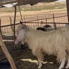 تيس عارضي ابيض للبيع