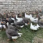وز بلدي سوبر جامبو