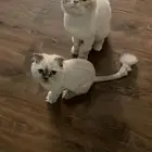 قطط للتبني الرس