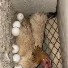 دجاج كفو موقع بيشه جميع بيع جمله .
