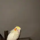 كروان هدد داخلي وخارجي