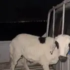 حري هرفي طيب مشاءلله