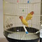 ببغاء الروز