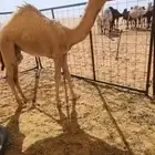 بكره شقحا كفو