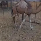ناقه عشراء السن نصوف
