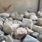 قهابي وبران سفاع ابو خد اسود صفرد حجل