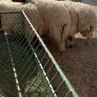 طليان نعيم العمر 6 اشهر الحال طيب