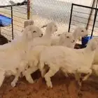 ذبايح ذبائح