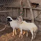 2 كباشه للبيع