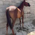 فرس شعبية كفو