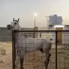 خيل