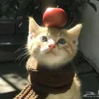 أبغى قطة صغيرة للتبني