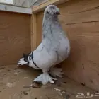 للبيع انثى حمام ثلجي كرست