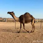 بكره لقحه لقحه