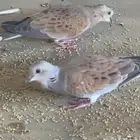قميري (نزل)