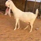 عنز دافع برصا