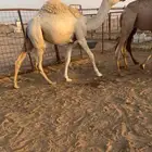 حشو قصب قعدان