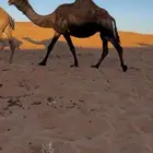 ناقه لقحه ابوها حاكمان الفصام ومضربه على اخوها