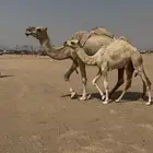 ناقه طيبه وتحتها بكره