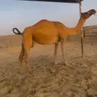 لقحه شقحاء