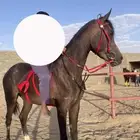 مهر شعبي كفووو سبوق عمره سنه و10 شهور ونت طالع