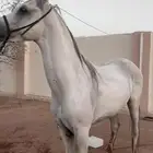 حصان شعبي للبيع