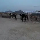 حشوان تربيه للبيع