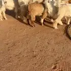 جفار مشاريك طيبه