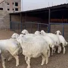رخال حريات منوة القاني والمربي وتاسيس المراح