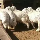 4 طليان و 4 رخال شحم فل للبيع