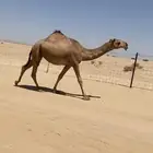 بكره حمرا كفوو