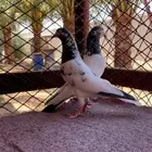 اجوز باكستاني