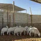 خرفان حريات