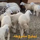 ذبايح توصيل حد البيت