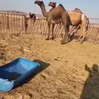 اللبيع ابل كفو. لقحات و ضرايب وعجوم