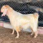 تيس فحل مصري