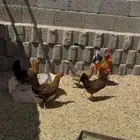 دجاج بلدي