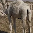 حوارة وضحى 10 شهور