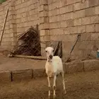 رخل تربية